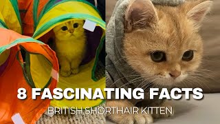 8 Fascinating Facts About British Shorthair Kittens You NEED to Know! 🐱💙 (Teddy Bear Cats)