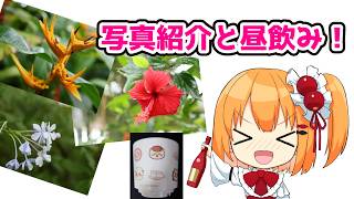 【EOS R50】夢の島熱帯植物館で撮った写真紹介と、くら寿司食べながら飲酒雑談！【こだち/Vtuber】