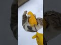 Cute pets, original videos, creator support program, funny animal stories, confusing behaviors o