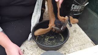 Exclusive Fixing my goat's ears Profile