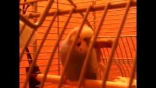 Twitter For Stevie Ray Vaughan