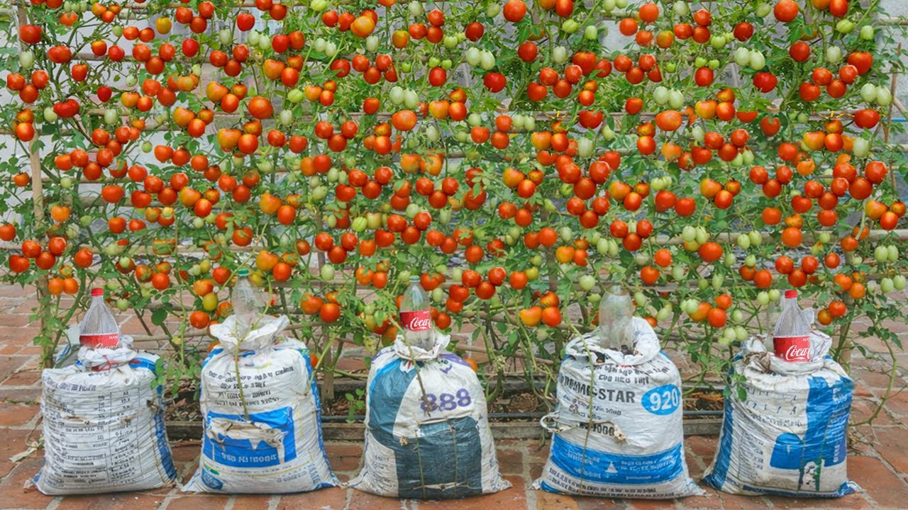 Old Items, Big Tomatoes Don’t Throw Them Away  Use Them to Grow Tomatoes Effectively
