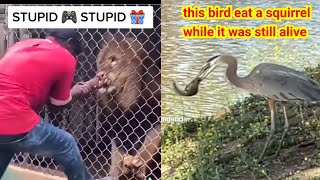 This Lion 🦁 had 2 Fresh fingers for dinner & this bird ate alive squirrel by Red Bwoy TV ANIMALS 677 views 1 year ago 1 minute, 52 seconds