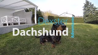 Dachshund Dexster Playing And Barking A Lot.