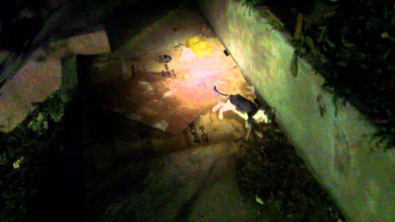 吉原地域猫 4匹 野垂れ死に Youtube