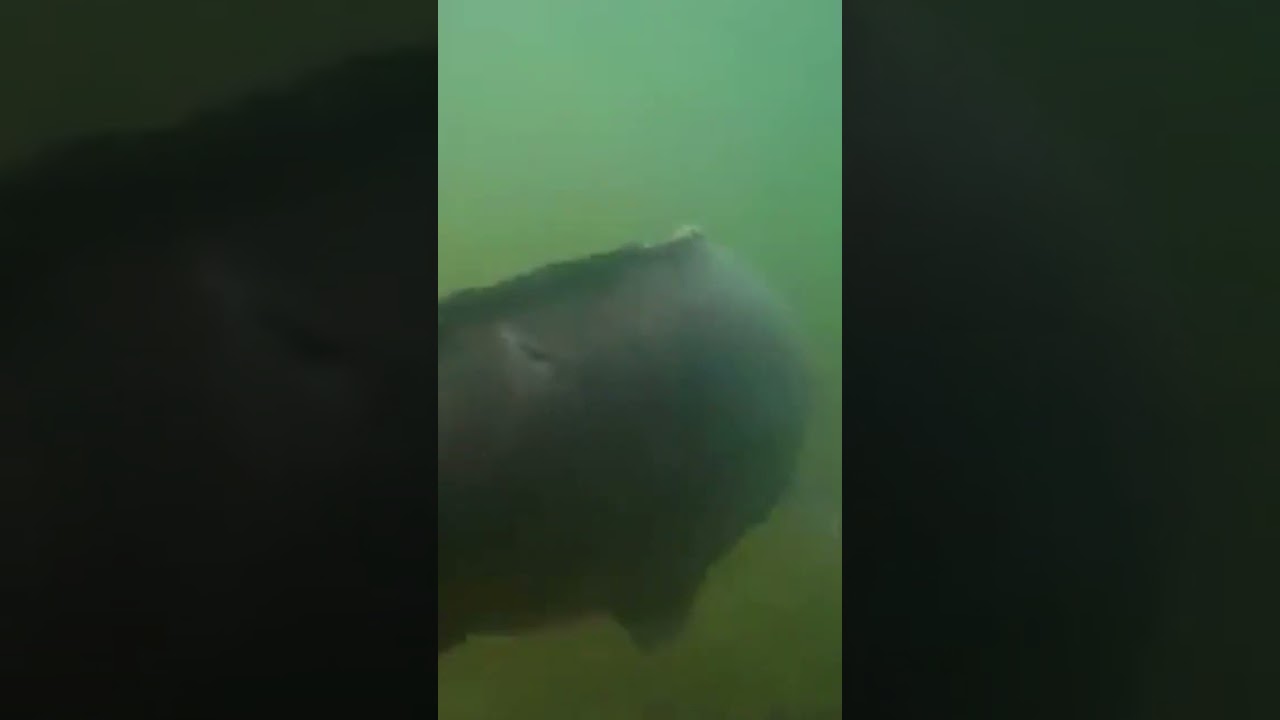 Carpfishing al Lago di Nemi, rilascio di una bellissima mirror carp - DSM Store Italia