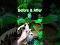 Full video එක බැලුවෙ නැත්තම් අනිවාරෙන්ම බලන්න👇 #aquarium #diy #plantedtank #bettafish #viralvideo