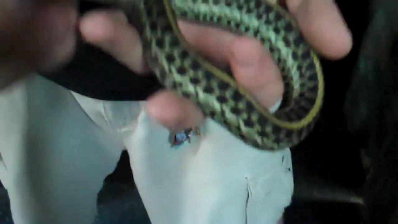 tarantula spider INBRED NED CATCHES A TAME GARTER SNAKE