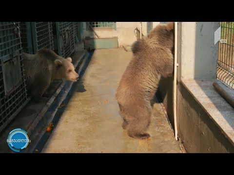 #ნაშუადღევს  ბასი და ბუსა - ქეთევან ჭალისურის  „შვილობილები“