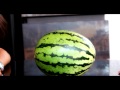 Much about the watermelon the down to mars way