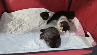 Catsbys: 3 week old kitten with the zoomies