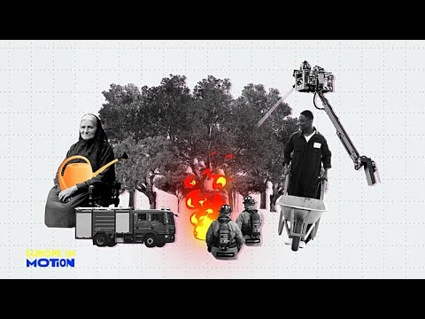 Леса Европы: в каких странах они растут быстрее всего?