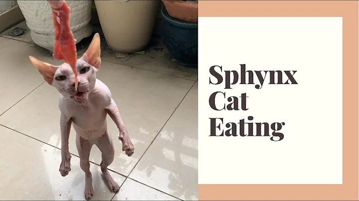 Watch the video about Sphynx cat eating beef #sphynxcat | Sphynx Kittens