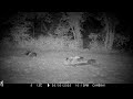 Badger cubs on Adrian's Lawn - 3 May 2025