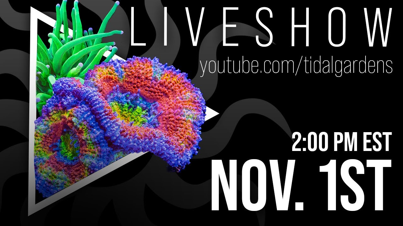 Tidal Gardens November 2025 Live Show