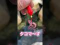 【穴釣り】巨大テトラの隙間から 穴釣り🎣釣り初心者でも簡単
