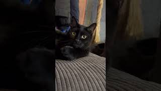 Super Cute, Adorable &amp; Heartwarming Cats Funny Cat Clips #catshorts #catsofyoutube #cats #catvideos