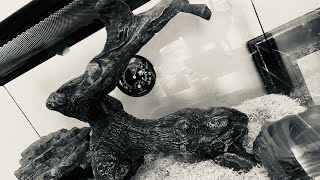 Timmy’s new Treehouse! 🐍