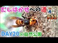 #33【昆虫探検1600】大量ゲット！8月の自然公園で昆虫観察(むしはかせへの道DAY20)