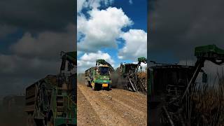 Sugarcane Harvest Speeds Up Because Machines Dominate #SugarcaneHarvest #FarmMachinery #Agriculture