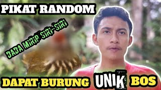 PIKAT SEGALA JENIS BURUNG| DAPAT BURCIL UNIK, MANTAP!!!