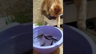 Реакция кошки на живую рыбу/Cat's reaction to live fish