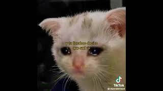 Se Burlaba De Ti Y No De Tus Momoz Tono De Notificación