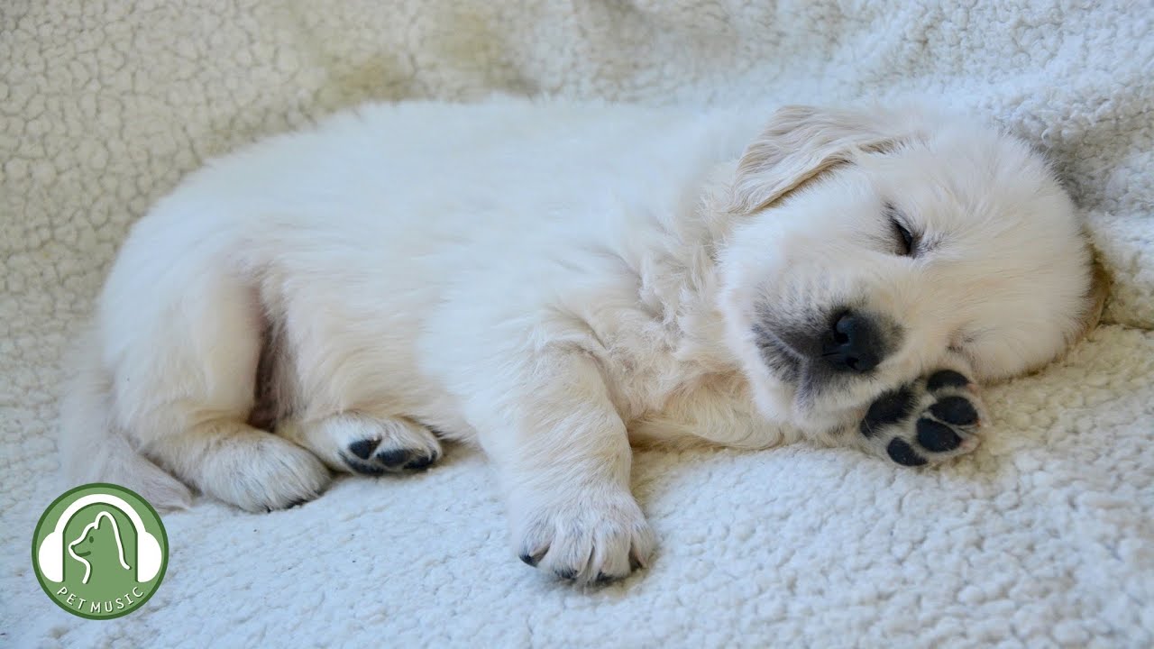 Музыка для сна для собак - расслабляющая музыка, которая поможет вашей собаке уснуть