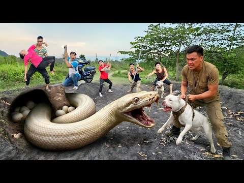 3 Brave Hunters Use Pitbull to Capture 2 Giant White Pythons to Save Ethnic Girl