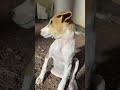 Simba Looking So Cute Cute Dogshorts Shorts Fyp Viral Dog Dogs Viral