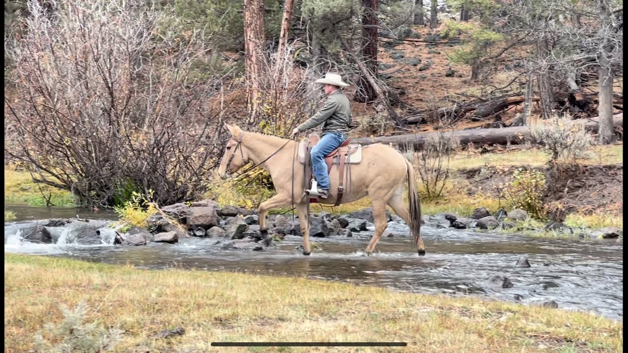 mule dealers near me