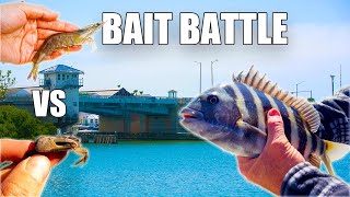 Fishing For Sheepshead: Tactics For Success With Shrimp Vs. Fiddler Crabs! screenshot 1