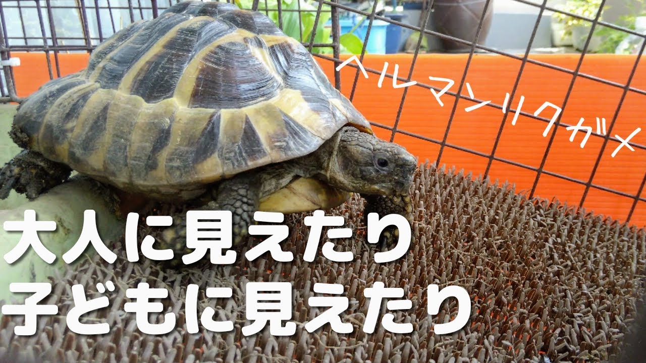 リクガメ ( ヘルマンリクガメ ) ベランダ 放し飼い 成長を感じて大人に見えても、まだまだ赤ちゃんみたいな カメ 【2022 tortoise 9】