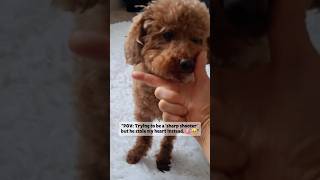 My Dog's Secret Weapon: The Heart Shot! 💘🐶