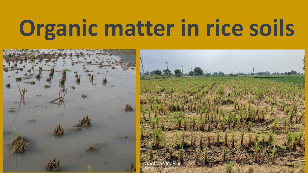 Lecture21 Ag506 Organic Matter in Rice soils 07 02 2022