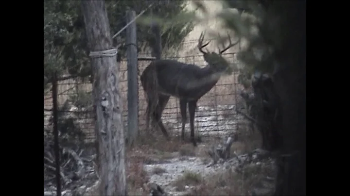 Tom Justus 8pt T-cat Ranch Pipe Creek Tx Bandera Co