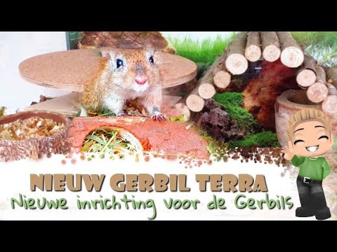 Video: Nierziekte Bij Gerbils