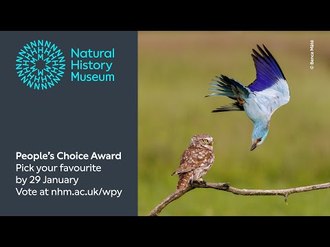 People's Choice Award