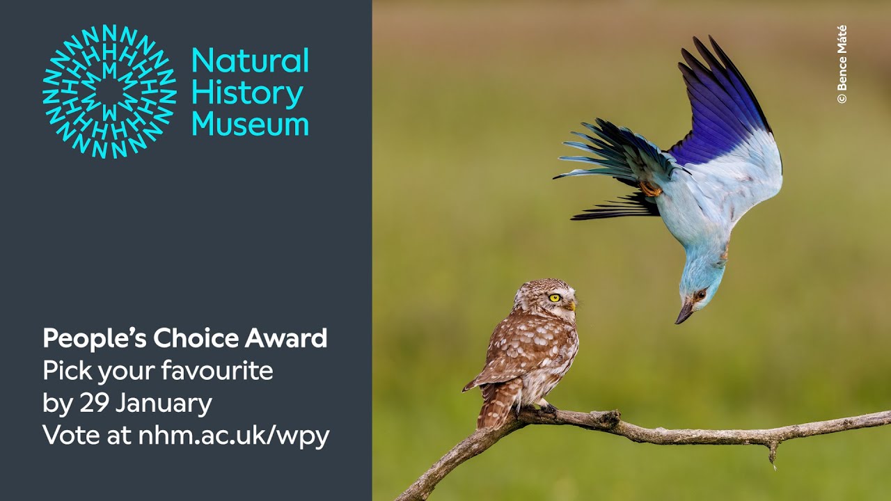People's Choice Award 2024 | Wildlife Photographer of the Year - YouTube