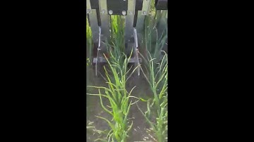 Weed burners for onions crops by ENVO-DAN. #onionscrops #organicfarming #weedcontrol