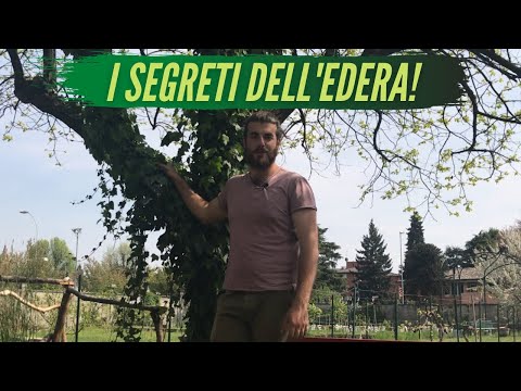 Video: L'edera danneggia gli alberi mentre si arrampica?