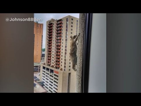 Raccoon Scales Minnesota Skyscraper