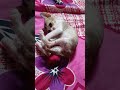 privacy**00* billi ki🥰🥰❤️