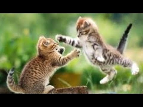 Video: Cat Hairballs - Pişiklərdəki Kürəklər - Cat Hairballs Müalicəsi