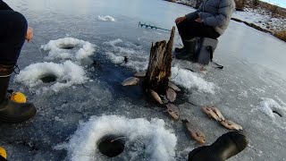 Этот пень кишит КРУПНЫМИ КАРАСЯМИ. Ловля карася в феврале по последнему льду