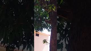 #squirrel sounds on the tree #wildlife #junglesafari #indiansafari Rajaji National Park #wildindia