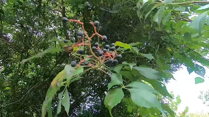Virginia Creeper Vine