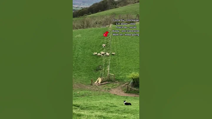 Communicating with Border Collies || ViralHog