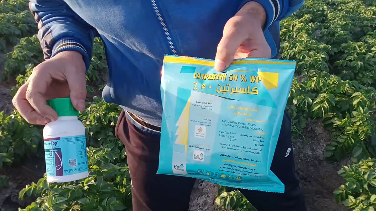 زراعة البطاطس أكبر مشكلة فيها الندوة المتأخرة وأهم المبيدات المستخدمة في علاجها@