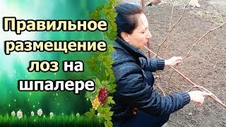 Одноплоскостная Шпалера Подвязка Лоз